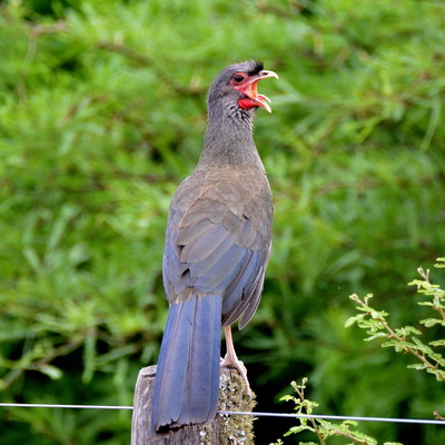 Dusty-Legged Guan